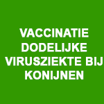 Vaccinatie dodelijke virusziekte bij konijnen