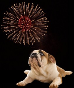 fireworksand-dog-252x300